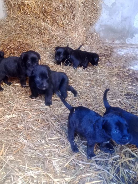 Продам лабрадорів