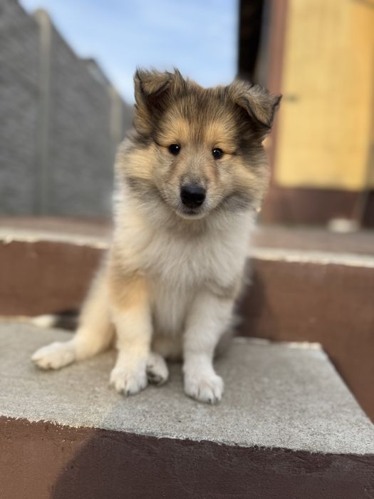 Owczarek szkocki collie ZKWP FCI