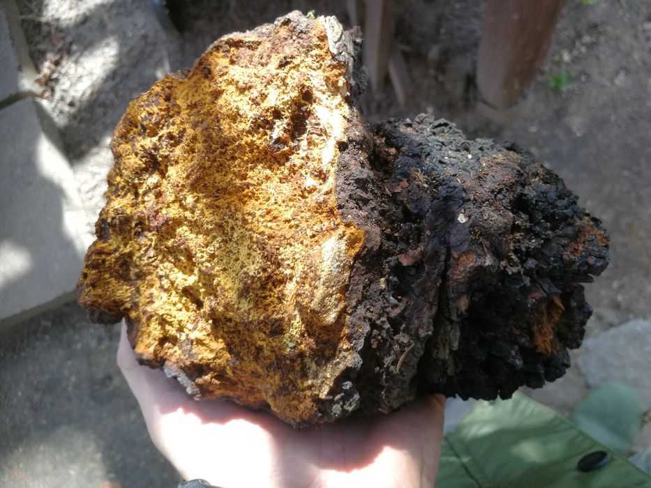 Czaga czyr czarna huba