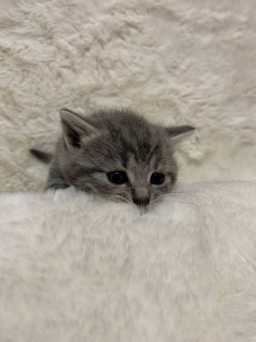 Шотландські котики киці кошенята