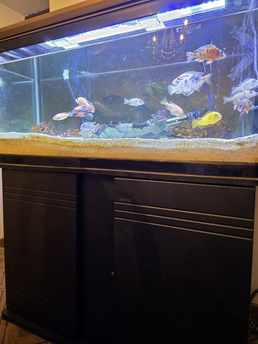 Kit Aquário Completo 100cm + Móvel + Acessórios