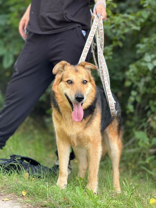 Najwspanialszy Ege szuka domu!