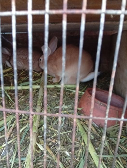 Vendo coelhos criados a comerem de tudo um pouco