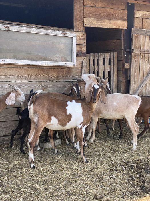 Kózki anglonubijskie 100%