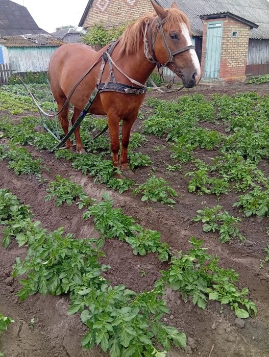 Продам робочу кобилу