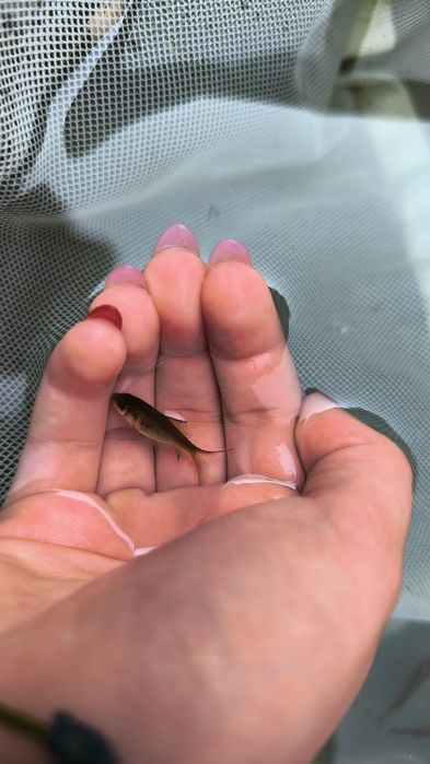 Cometas, Guppys e Plantas para Lago e Aquário