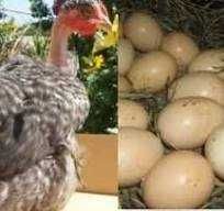 Інкубаційне яйце Іспнк голошийка Крапчаста