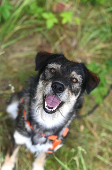 Nefra terrierowata cudowna sunia