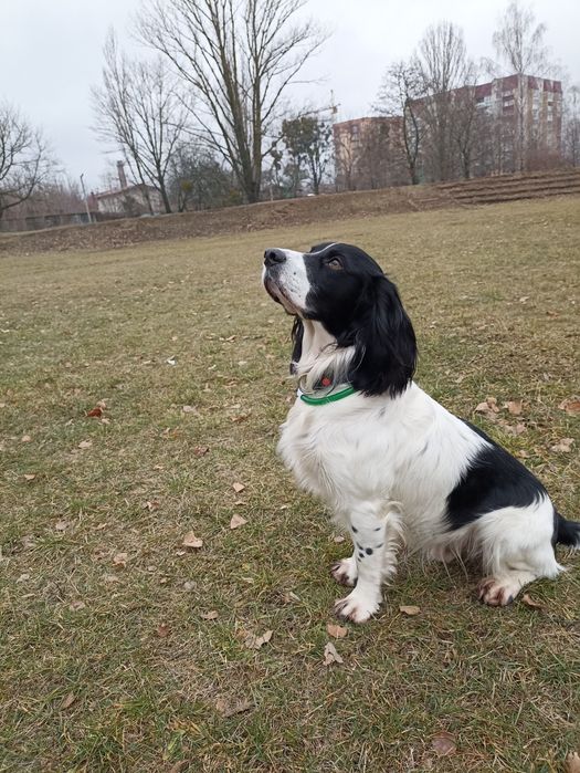 Російський спаніель, хлопчик