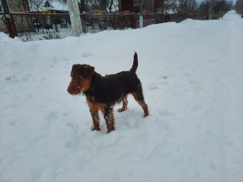 Ягдтер'єрчики на бронювання)