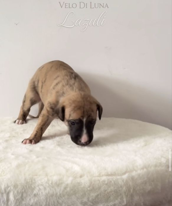 Chart angielski Whippet Samiec ZKWP/FCI