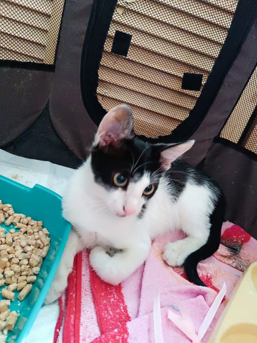 Віддам котика в добрі руки