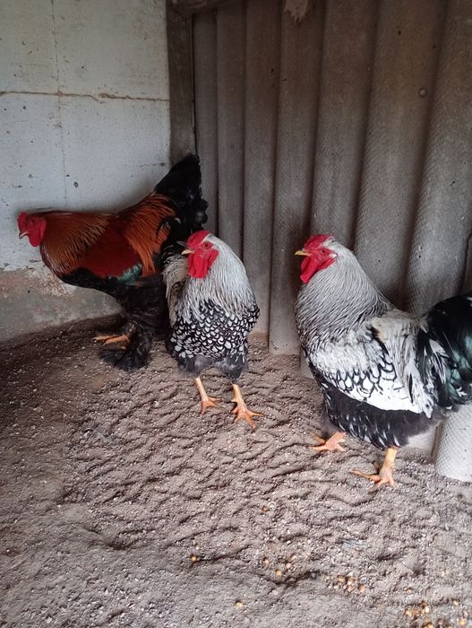 Galos Brahma perdiz dourada e wyandote prata