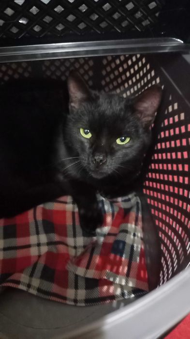 Котик ласковий  10 мес