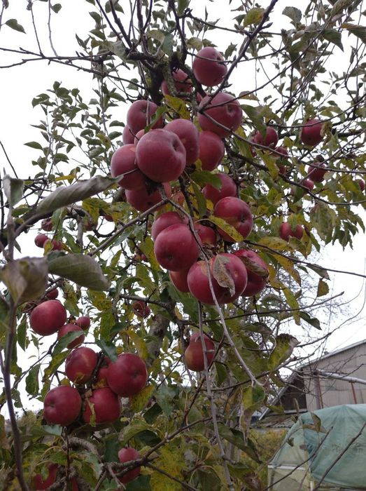 Обрізка дерев, омолодження саду (Глеваха, Калинівка, Путрівка)