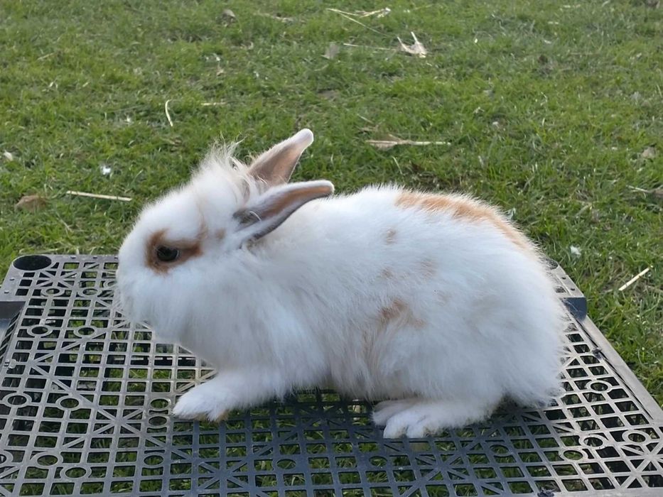 Mam do sprzedania 4 młode króliki miniaturki