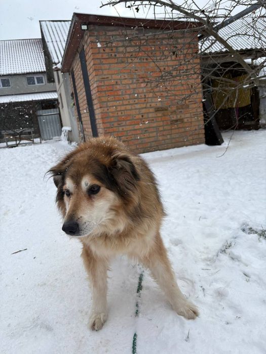 Пушистый красавчик! Крупный)