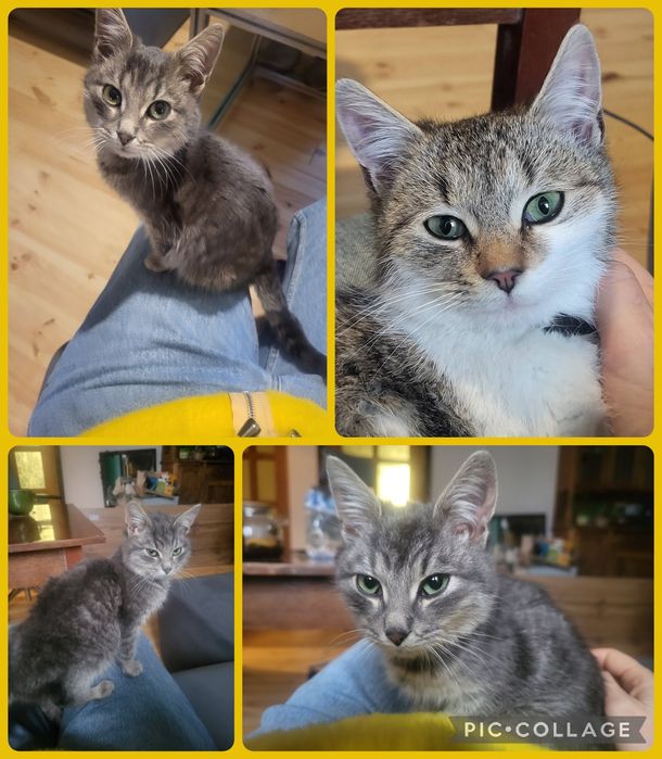 Кошеня хлопчик дівчинка тигрові