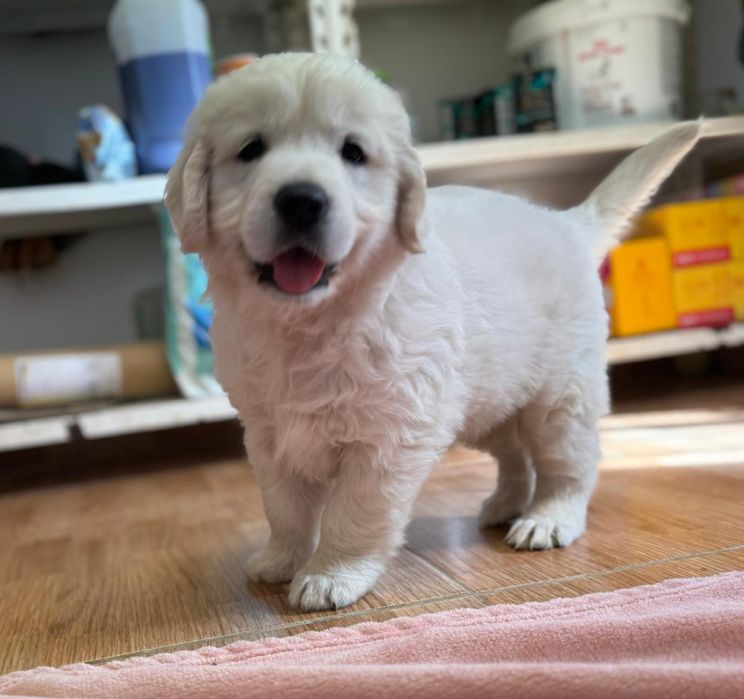 Golden Retriever com Lop e afixo