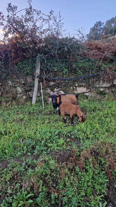 Cabras micro anãs