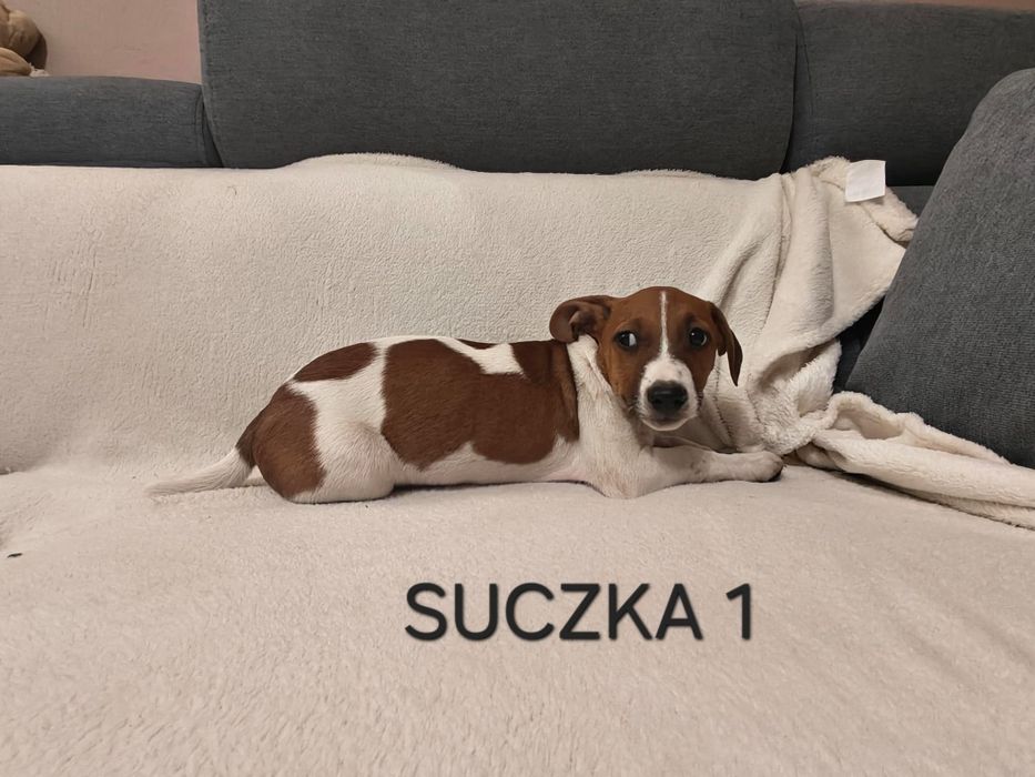 Suszka Jack Russell Terrier