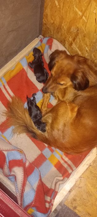 Oddam za darmo 2 suczki