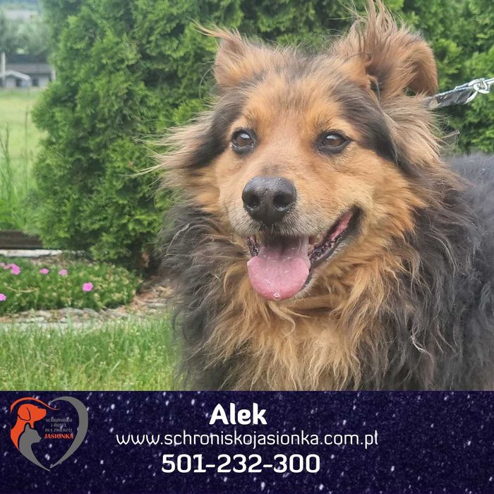 ALEK do adopcji Schronisko Jasionka
