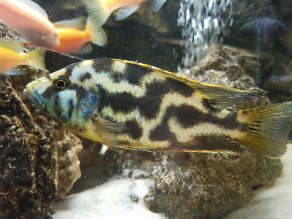 Pyszczak plamisty, pyszczaki Livingstona, Nimbochromis livingstonii