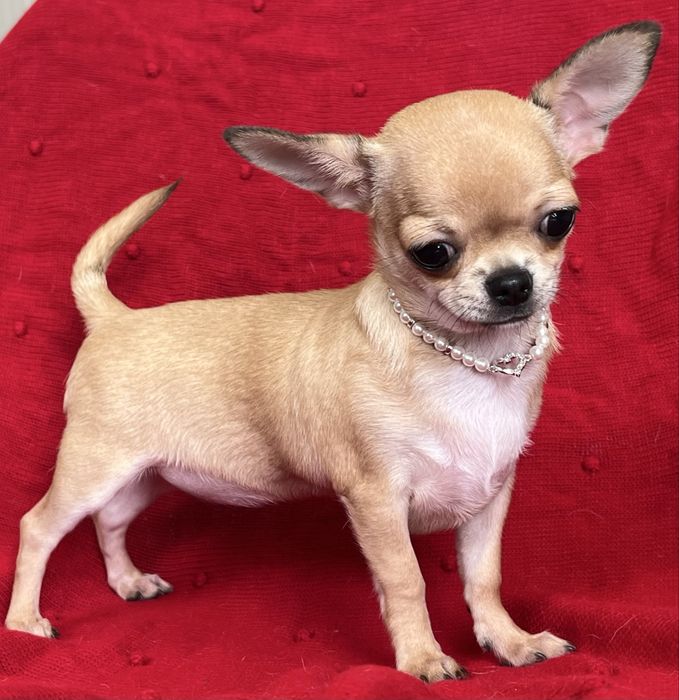 Chihuahua femea Pelo Curto