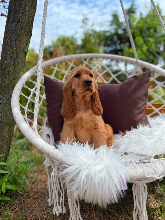 Cocker spaniel angielski Piesek Rodowód