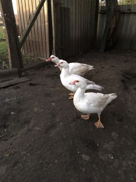 Качка біла мускусна