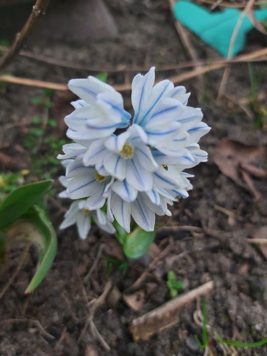 Пушкінія,весняний первоцвіт