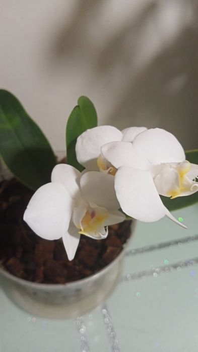 Орхідея фаленопсис Amabilis