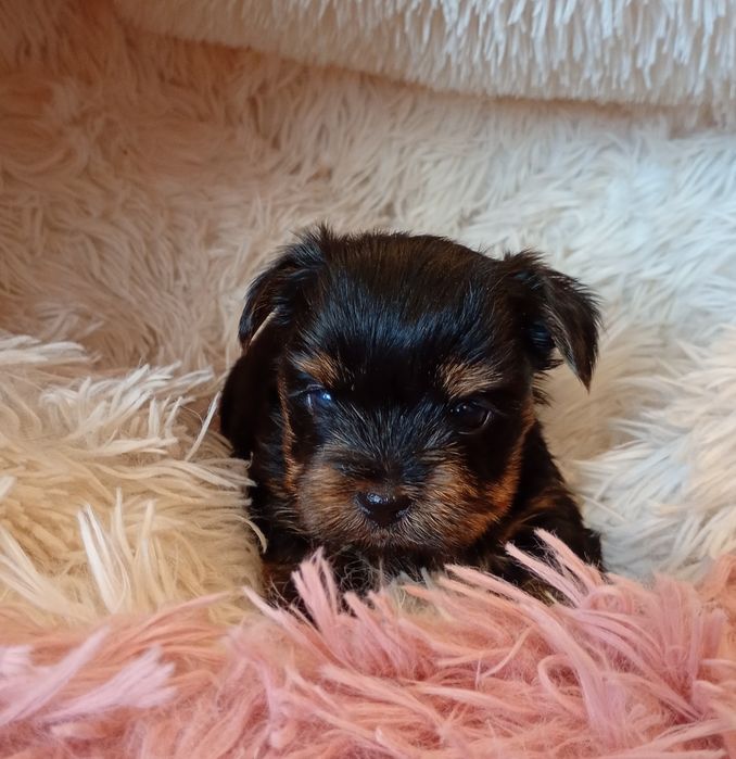 Yorkshire Terrier