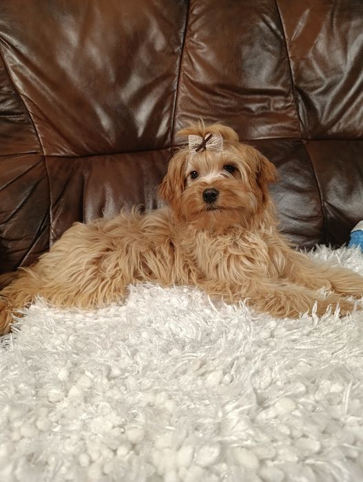 Cavapoo Suczka Cavalier+Pudel