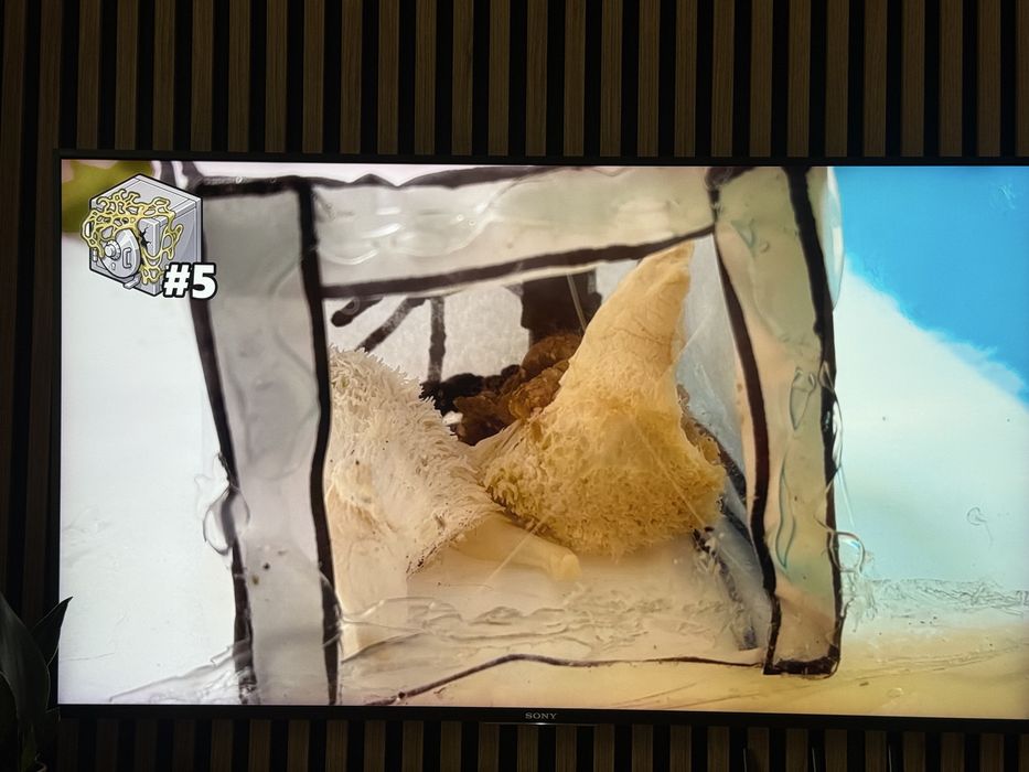 SONY 55” 4K HDR 100Hz Android TV