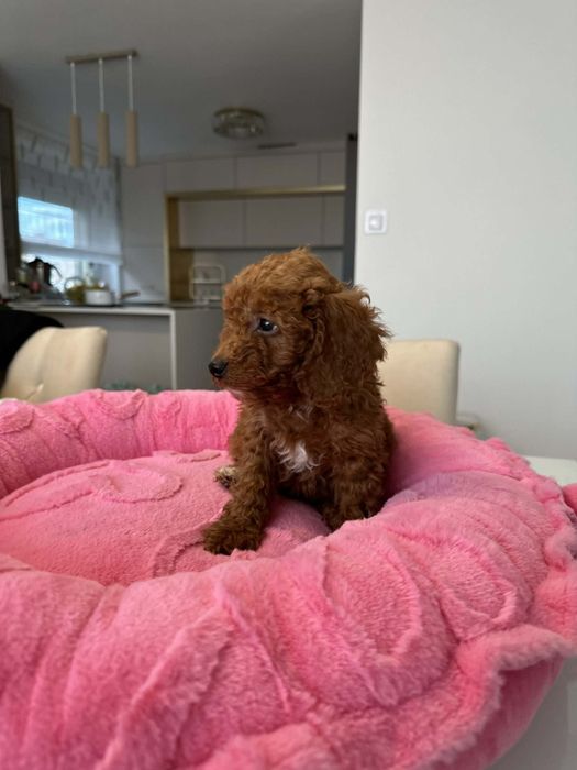 Sunia Pudel miniatura