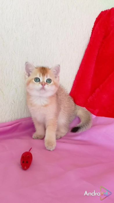 Как девочка. Шотландский прямоухий котик золотая шиншилла