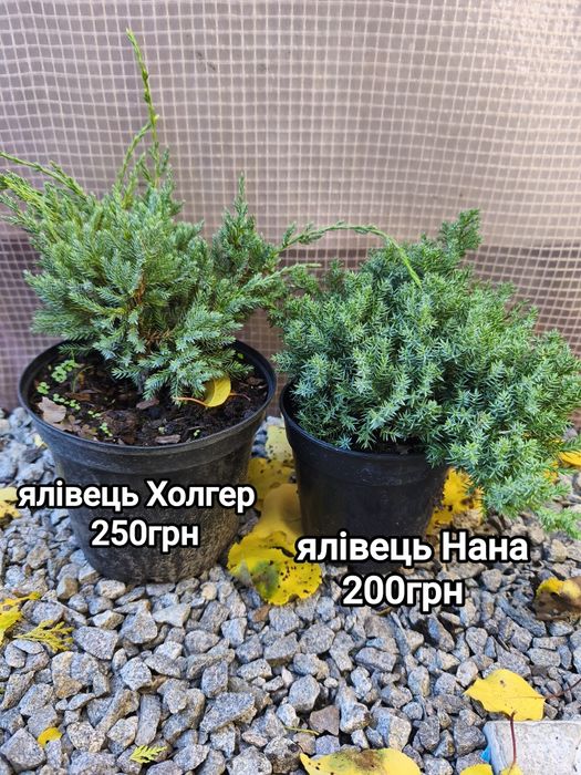 Хвойні рослини з гарною кореневою системою