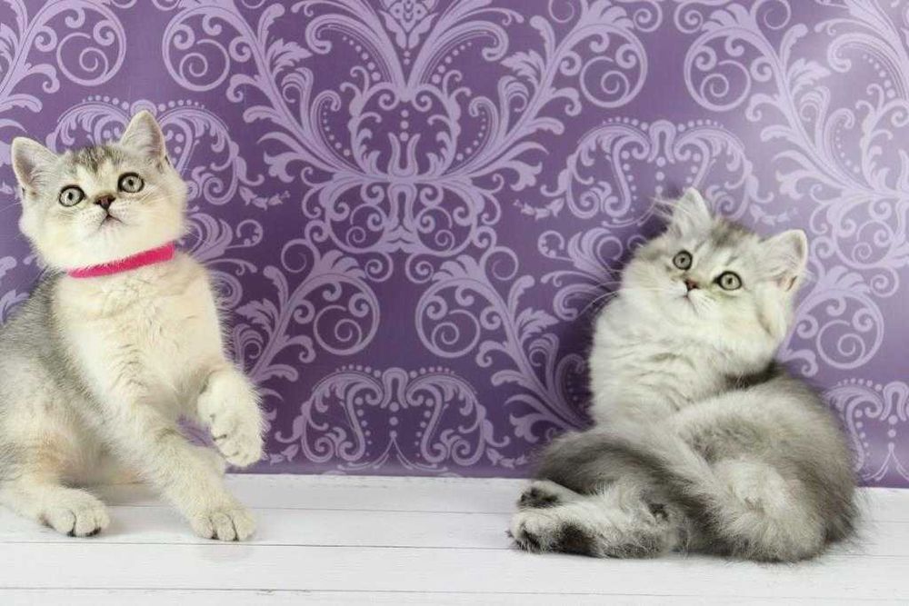 Хлопчики та дівчатка породи