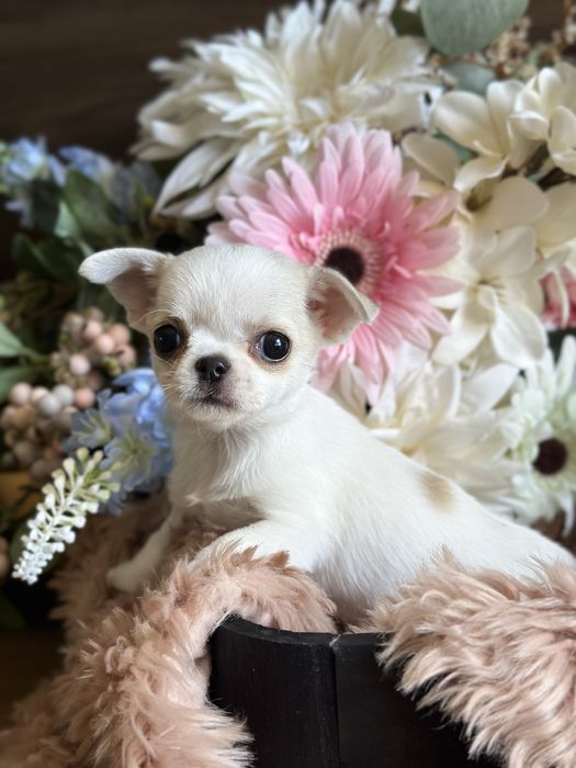 CHIHUAHUA dziewczynka mini xxs