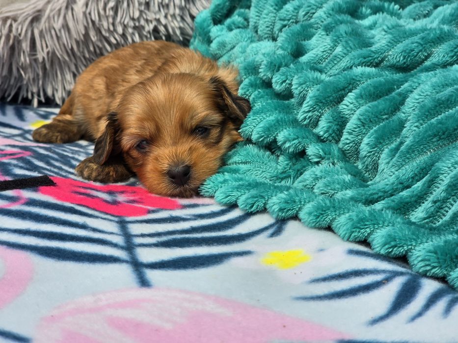 Hawańczyk hawańczyki havanese