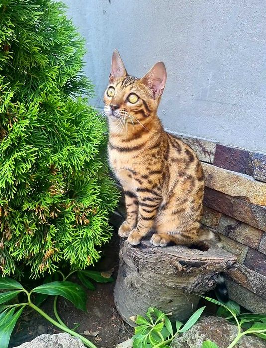 Бенгальське кошеня