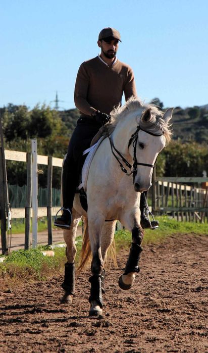Égua lusitana com muito potencial- 5 anos