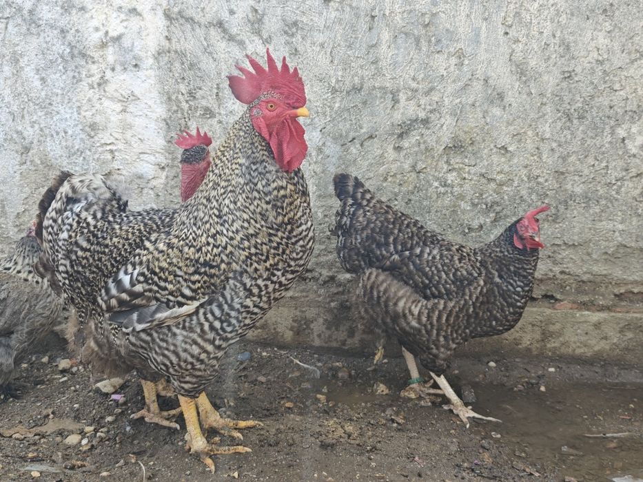 Trio pedrês portuguesa