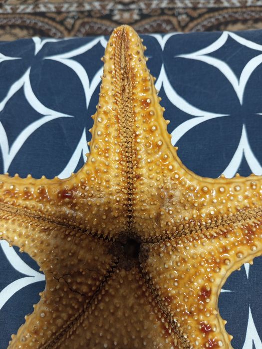 Искусственная морская звезда.