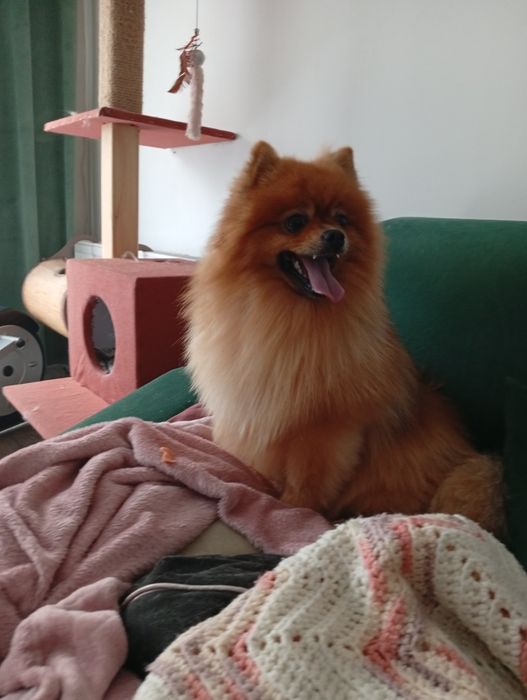 Fryzjer dla psa Groomer