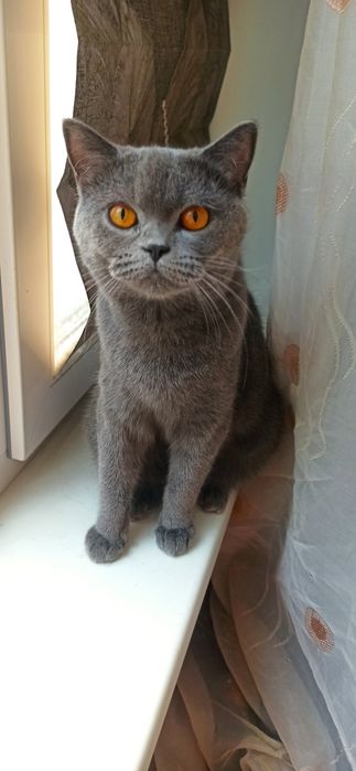 Шотландська киця, прямоуха