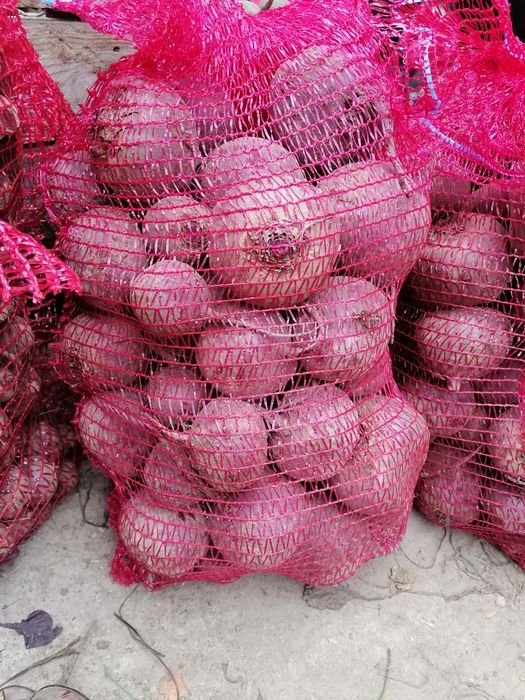 Marchew 25 kilogramów 27 zł prosto z gospodarstwa od rolnika wysyłka i