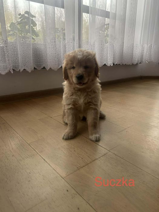 Szczeniak Golden Retriever GOTOWY DO ODBIORY